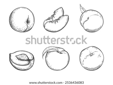 Peach set with half of peach with stone, peach with leaf, whole juicy peach on monochrome background. Hand drawn vintage style. Vector illustration. Isolated.