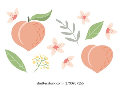 Peach set with leaves and flowers. Vector illustration isolated on white background.