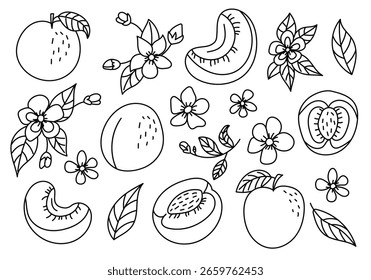 Ilustraciones del arte de la línea del sistema del melocotón con las hojas y las flores, diseño mínimo