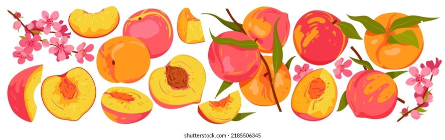 Peach set vector illustration. Cartoon isolated whole fresh peach or nectarine, cut in half, pieces and juicy segments, ripe fruit on branch with green leaves and flowers pink blossom in spring garden