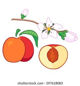 Peach set. Whole fresh fruit with leaf, half with bone, branch with flower. Color elements in flat style isolated on a white background.