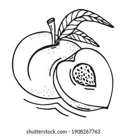 
Peach sketch. Beautiful cartoon black and white outline. Hand drawn fruit illustration for greeting cards, posters, recipe, culinary design. Isolated on white background. 