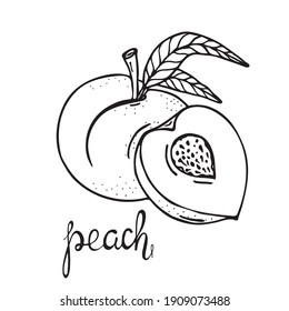 Peach sketch. Beautiful cartoon black and white outline. Lettering of the word "peach" Hand drawn fruit illustration for greeting cards, posters, recipe, culinary design. Isolated on white backgroun