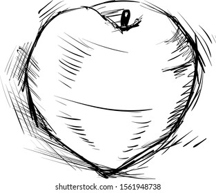 Peach sketch, illustration, vector on white background.