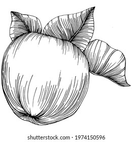 Peach sketch vector isolated. Hand drawn illustration fruit. Summer food engraved style retro. Detailed vintage vegetarian sketch. Great for your design  logo, emblem, label, poster, print, menu