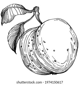 Peach sketch vector isolated. Hand drawn illustration fruit. Summer food engraved style retro. Detailed vintage vegetarian sketch. Great for your design  logo, emblem, label, poster, print, menu