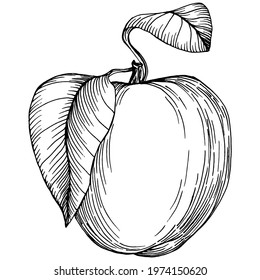 Peach sketch vector isolated. Hand drawn illustration fruit. Summer food engraved style retro. Detailed vintage vegetarian sketch. Great for your design  logo, emblem, label, poster, print, menu