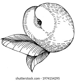 Peach sketch vector isolated. Hand drawn illustration fruit. Summer food engraved style retro. Detailed vintage vegetarian sketch. Great for your design  logo, emblem, label, poster, print, menu