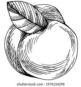 Peach sketch vector isolated. Hand drawn illustration fruit. Summer food engraved style retro. Detailed vintage vegetarian sketch. Great for your design  logo, emblem, label, poster, print, menu