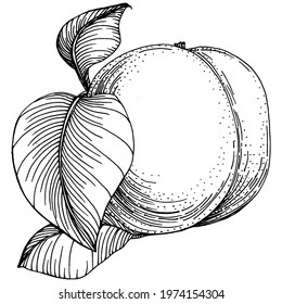 Peach sketch vector isolated. Hand drawn illustration fruit. Summer food engraved style retro. Detailed vintage vegetarian sketch. Great for your design  logo, emblem, label, poster, print, menu