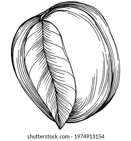 Peach sketch vector isolated. Hand drawn illustration fruit. Summer food engraved style retro. Detailed vintage vegetarian sketch. Great for your design  logo, emblem, label, poster, print, menu