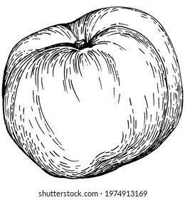Peach sketch vector isolated. Hand drawn illustration fruit. Summer food engraved style retro. Detailed vintage vegetarian sketch. Great for your design  logo, emblem, label, poster, print, menu