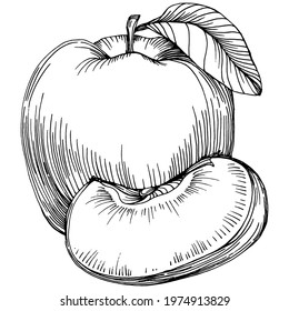 Peach sketch vector isolated. Hand drawn illustration fruit. Summer food engraved style retro. Detailed vintage vegetarian sketch. Great for your design  logo, emblem, label, poster, print, menu