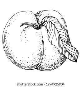 Peach sketch vector isolated. Hand drawn illustration fruit. Summer food engraved style retro. Detailed vintage vegetarian sketch. Great for your design  logo, emblem, label, poster, print, menu