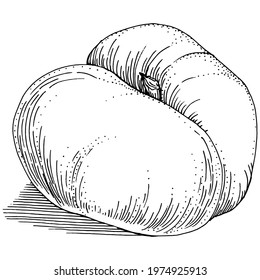 Peach sketch vector isolated. Hand drawn illustration fruit. Summer food engraved style retro. Detailed vintage vegetarian sketch. Great for your design  logo, emblem, label, poster, print, menu