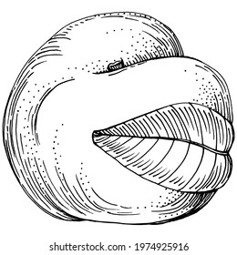 Peach sketch vector isolated. Hand drawn illustration fruit. Summer food engraved style retro. Detailed vintage vegetarian sketch. Great for your design  logo, emblem, label, poster, print, menu