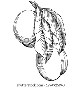 Peach sketch vector isolated. Hand drawn illustration fruit. Summer food engraved style retro. Detailed vintage vegetarian sketch. Great for your design  logo, emblem, label, poster, print, menu