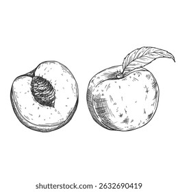 Fatias de pessegueiro definidas em vetor. Esboço desenhado à mão estilo coleção de desenhos de frutas de verão.