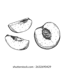 Peach slices set in vector. Hand drawn sketch style summer fruit drawings collection.