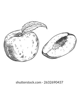 Peach slices set in vector. Hand drawn sketch style summer fruit drawings collection.