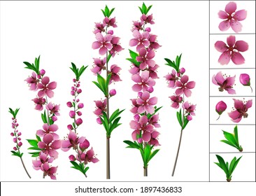 peach sprig with flowers and constituent elements