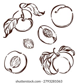 Peach stone fruit contour drawing collection. Engraving linear sketch style isolated on white. Great for healthy product packaging, vegetarian nutrition card and autumn harvest decoration.