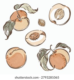 Peach stone fruit contour drawing collection. Engraving linear sketch style isolated on white. Great for healthy product packaging, vegetarian nutrition card and autumn harvest decoration.