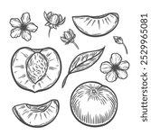 A peach in the style of line drawing. Peach, half, peach leaf and flower in engraving style. Sketch drawing of a peach.