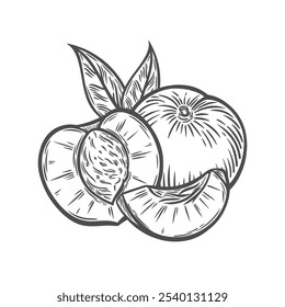 a peach in the style of a line drawing. Peach, half and leaves. Peach in the style of engravings. Great for packing.