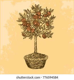 Peach Tree In Basket. Vintage. Engraving Style. Vector Illustration.