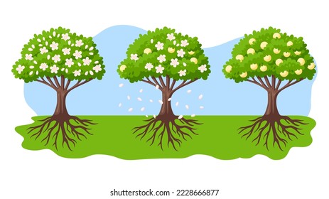 El florecimiento de árboles y el proceso de crecimiento. Árboles de dibujos animados verdes con flores, pétalos rosados caídos y melocotones maduros. Agricultura, agricultura de frutas. Jardín de flores de sakura de primavera vectorial