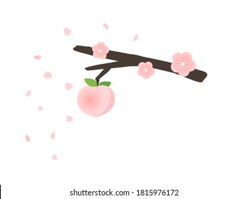 Peach tree branch with flower and falling petals on white background vector illustration. Cute cartoon style.