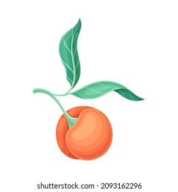 Peach tree branch with ripe juicy fruit and leaves vector illustration