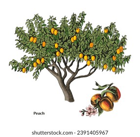 Peach tree and branch vector