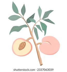 Peach Tree Branch  vector isolated flat design