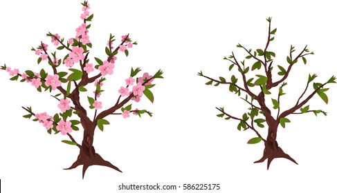 The peach tree with flowers and without on white background vector illustration