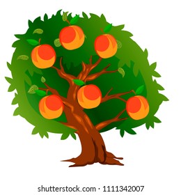 peach tree with fruits and green leaves.