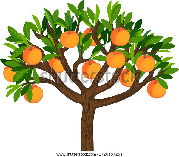 Peach Tree Green Leaves Ripe Fruits Stock Vector (Royalty Free) 1720187251