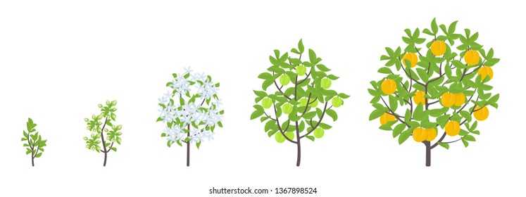 Peach tree growth stages. Vector illustration. Ripening period progression. Fruit tree life cycle animation plant seedling. Peach increase phases. Color Illustration clipart.