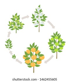 Peach tree growth stages. Vector illustration. Ripening period progression. Fruit tree life cycle animation plant seedling. Peach increase phases.
