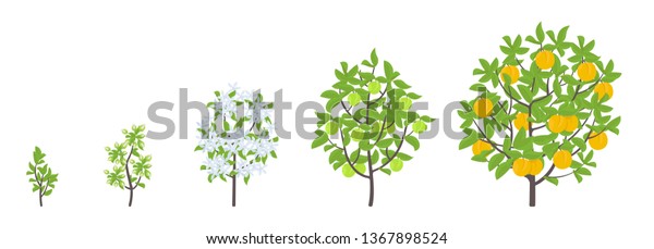 モモの木の成長段階 ベクターイラスト 成熟期の進行 果樹のライフサイクルアニメーション植物の苗 ピーチが増える段階 カラーイラストクリップアート のベクター画像素材 ロイヤリティフリー