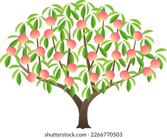 Peach tree with lots of fruit