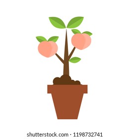 Peach tree. Plant pot icon. Vector illustration flat design 