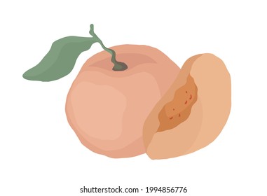 Peach. Vector drawing for cookbook, recipes, menu. 