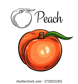 Peach vector drawing icon. Hand drawn fruit in retro style, illustration for design advertising products shop or market.