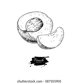 Peach vector drawing. Isolated hand drawn peach and sliced pieces.  Summer fruit engraved style illustration. Detailed vegetarian food sketch. Great for label, poster, print, menu