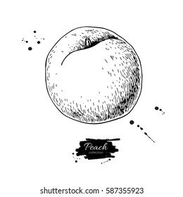 Peach vector drawing. Isolated hand drawn object on white background.  Summer fruit engraved style illustration. Detailed vegetarian food. Great for label, poster, print