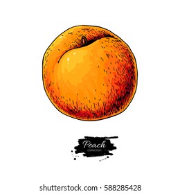 Peach vector drawing. Isolated hand drawn object on white background.  Summer fruit artistic style illustration. Detailed bright vegetarian food. Great for label, poster, print