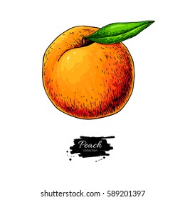 Peach vector drawing. Isolated hand drawn object on white background.  Summer fruit artistic style illustration. Detailed bright vegetarian food. Great for label, poster, print