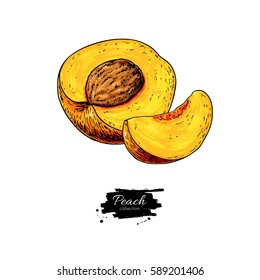 Peach vector drawing. Isolated hand drawn peach and sliced pieces.  Summer fruit artistic style illustration. Detailed bright vegetarian food. Great for label, poster, print, menu